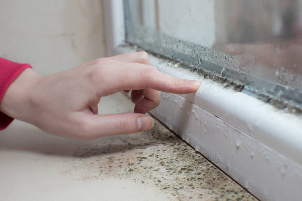 Best Emergency Mold Remediation  in Wetherington, OH